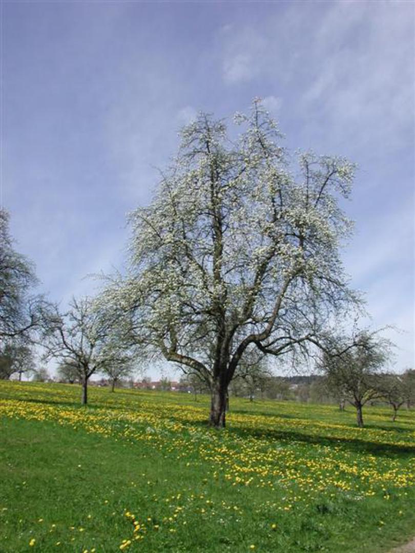 Birnbaum in Alzenberg